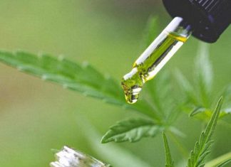 cbd oil