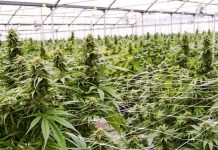 Marijuana Grow