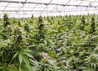 Marijuana Grow