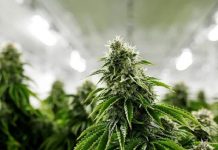 weed farm