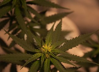 CBD Hemp Plant