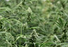 marijuana