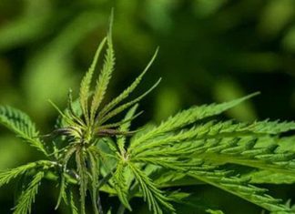 hemp flower