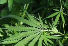 cannabis