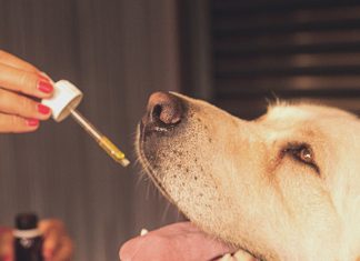 CBD oil for dogs
