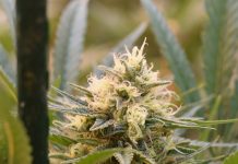 cannabis bud