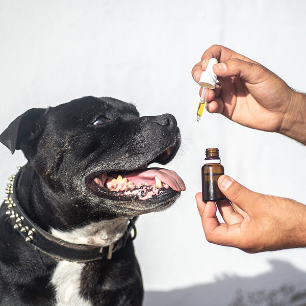 pet cbd oil