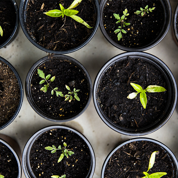 potted plants