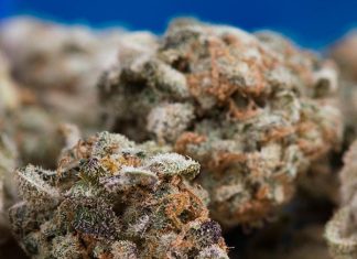 CBD Hemp