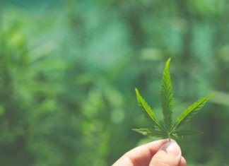 hemp