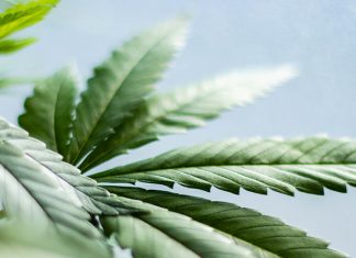 hemp cbd