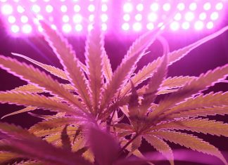 weed plant