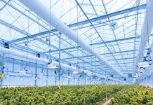indoor cannabis