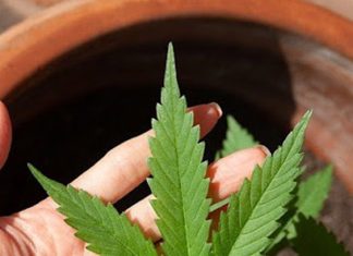 cannabis leaf