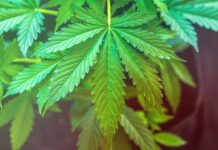 Cannabis Leaf