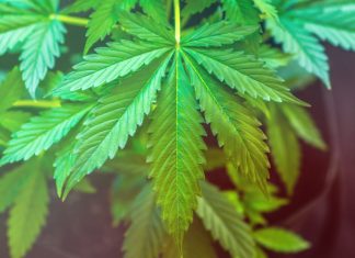 Cannabis Leaf
