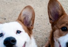 cbd for dogs