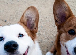 cbd for dogs