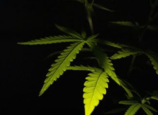 cbd hemp