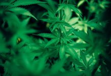 green cannabis plant