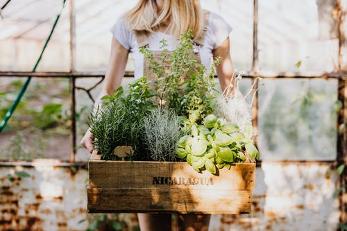 herb arrangement