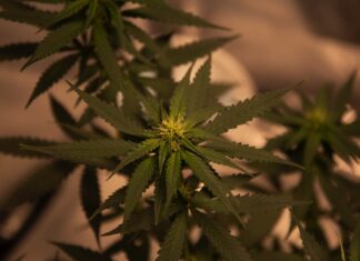 green cannabis plant