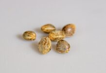 brown seed on the white surface
