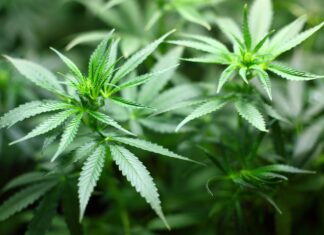 cannabis