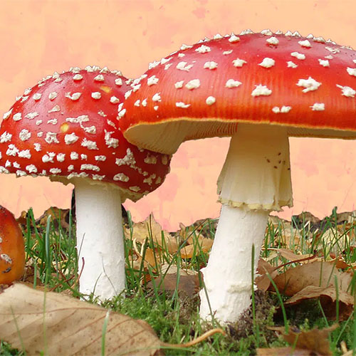 Amanita Muscaria