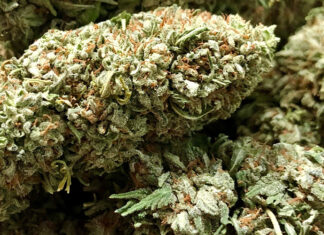 CBD Flower