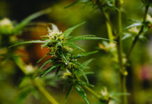 cannabis flower