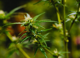 cannabis flower