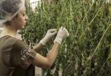 cannabis processing