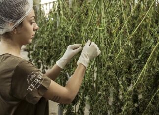 cannabis processing