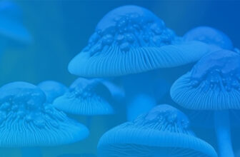 Blue Meanie Mushrooms