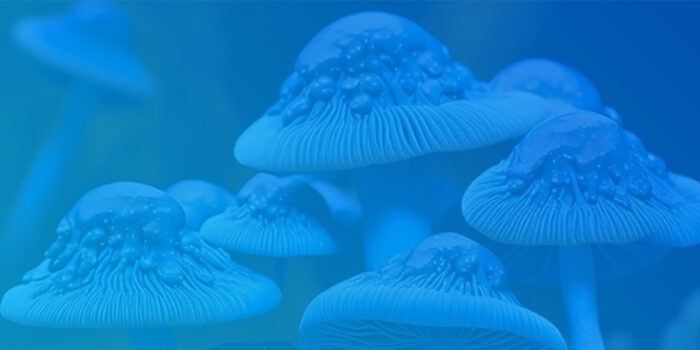 Blue Meanie Mushrooms