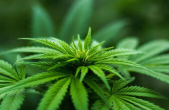 Hemp Plant