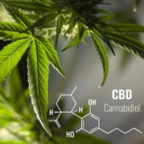 8 Things to Know About Cannabis Products Regulations In Thailand Before Using Them