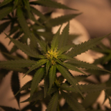 CBD Oil: What No One Is Talking About