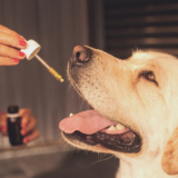 Are CBD Products Safe for Your Dog? This Is What You Should Know