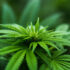 List Factors To Check While Buying Organic Delta 8 Flower Online
