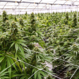 The new Products from the Marijuana Plant you must know about