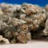 The Trials & Errors Of Vaping in 2021