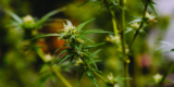 How Terpenes Can Influence the Overall Therapeutic Effect of Cannabis