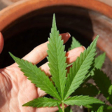 THC Edibles Guide: How To Find A Perfect Taste For You