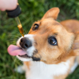 How CBD Might Help With your Dog’s Pain or Anxiety