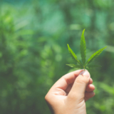 Know Everything About Delta-10-THC