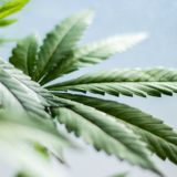 CBD Hash: Everything You Need to Know