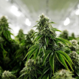 Effective Tips That Will Make Your Weed Vaping Experience Much Better