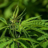 How to Find the Highest Quality Hemp Strains